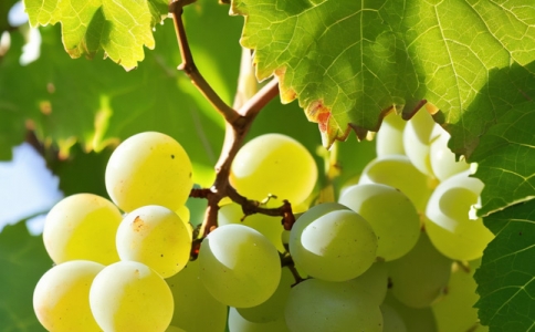 波頓皮斯科酒750ml價(jià)格多少錢Pisco Porton怎么樣